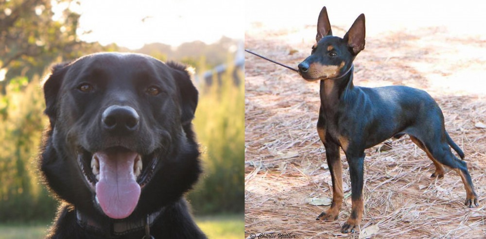 English Toy Terrier (Black & Tan) vs Borador - Breed Comparison