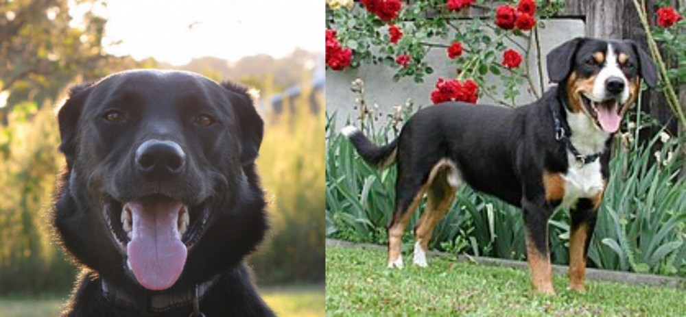 Entlebucher Mountain Dog vs Borador - Breed Comparison