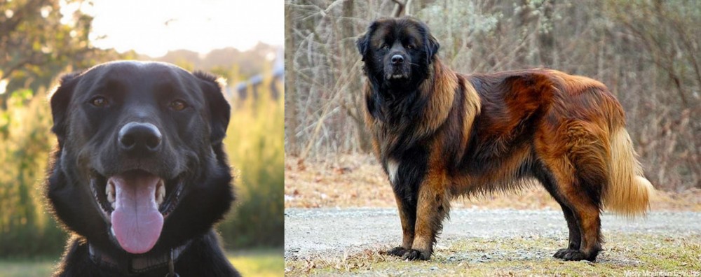 Estrela Mountain Dog vs Borador - Breed Comparison