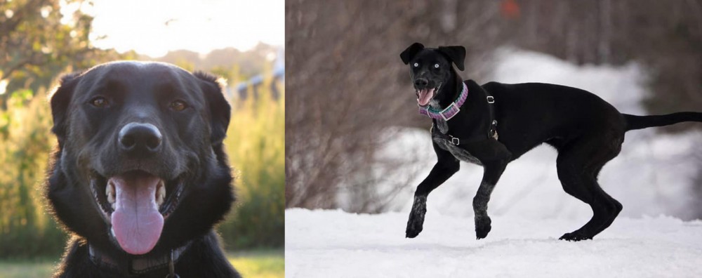 Eurohound vs Borador - Breed Comparison