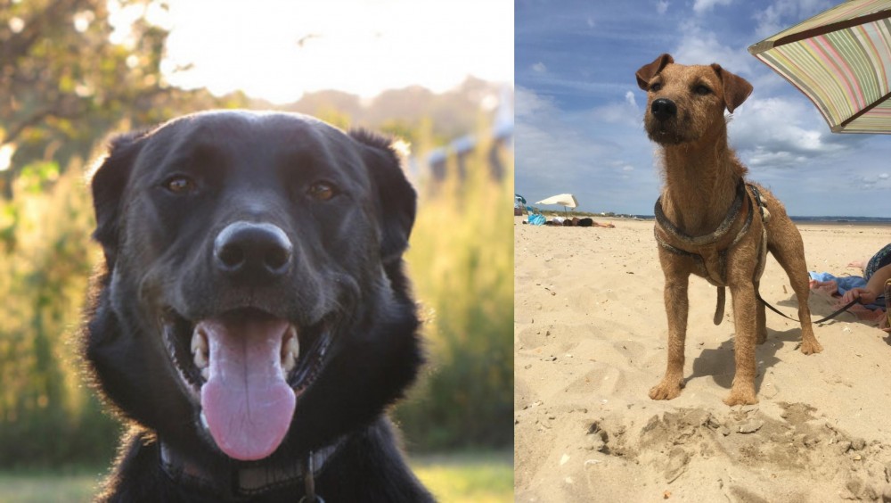 Fell Terrier vs Borador - Breed Comparison