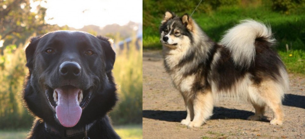 Finnish Lapphund vs Borador - Breed Comparison