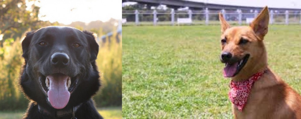 Formosan Mountain Dog vs Borador - Breed Comparison