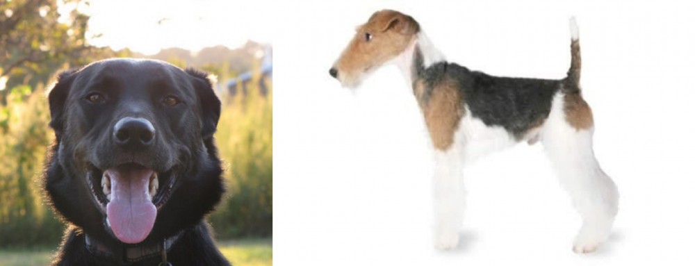 Fox Terrier vs Borador - Breed Comparison