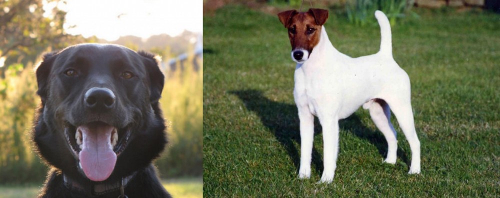 Fox Terrier (Smooth) vs Borador - Breed Comparison
