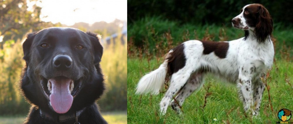 French Spaniel vs Borador - Breed Comparison