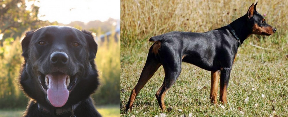 German Pinscher vs Borador - Breed Comparison