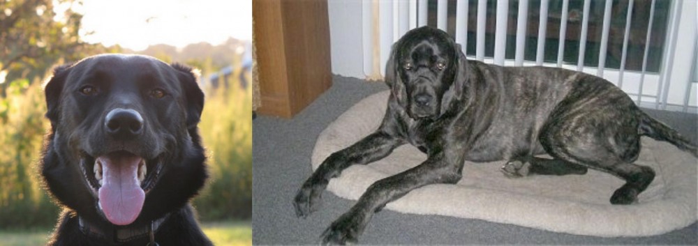 Giant Maso Mastiff vs Borador - Breed Comparison