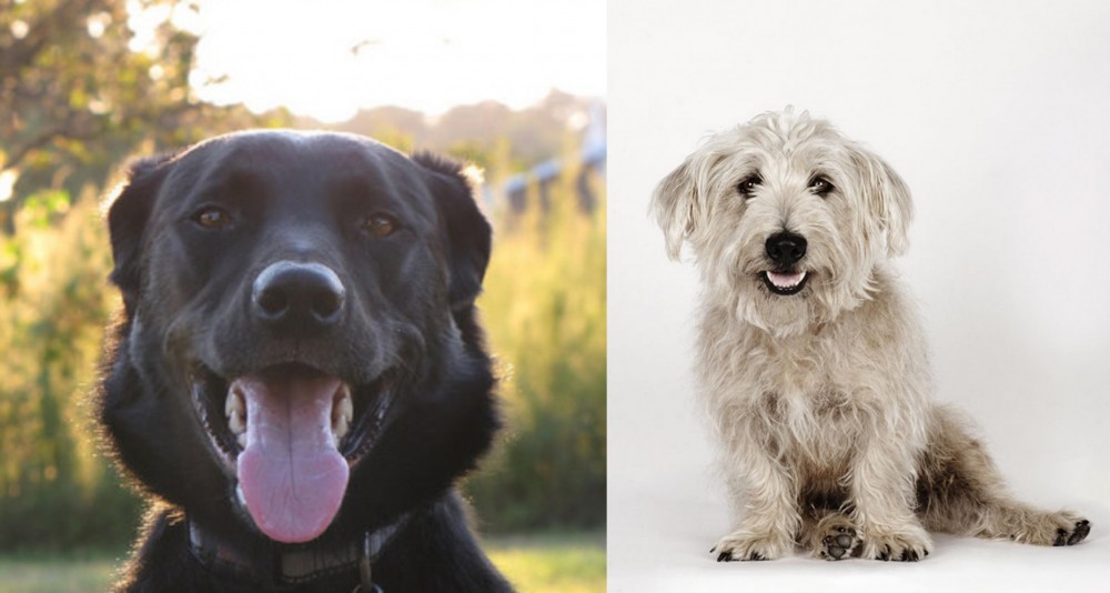 Glen of Imaal Terrier vs Borador - Breed Comparison