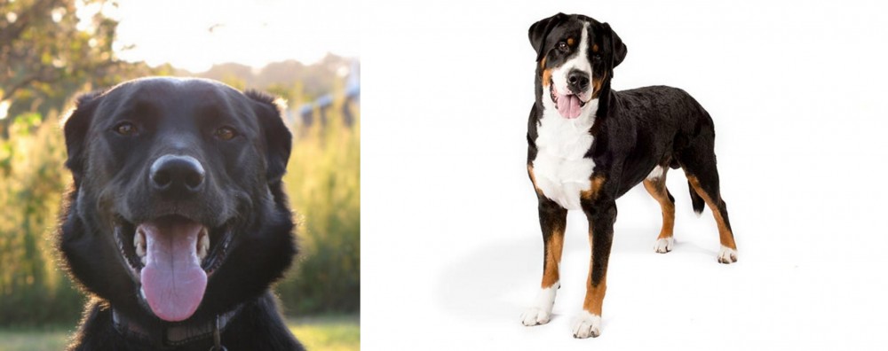 Greater Swiss Mountain Dog vs Borador - Breed Comparison
