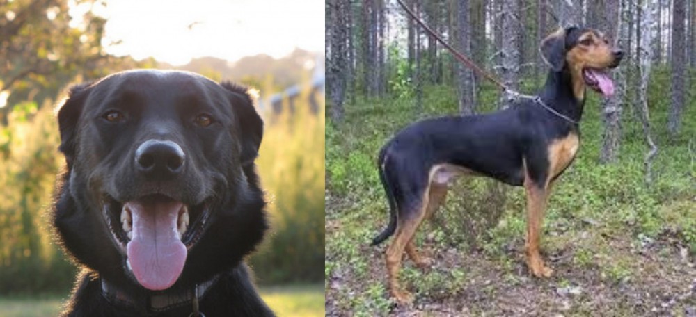 Greek Harehound vs Borador - Breed Comparison