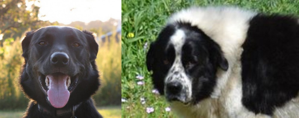 Greek Sheepdog vs Borador - Breed Comparison