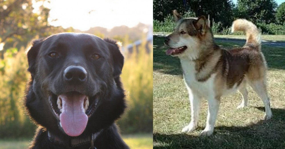 Greenland Dog vs Borador - Breed Comparison