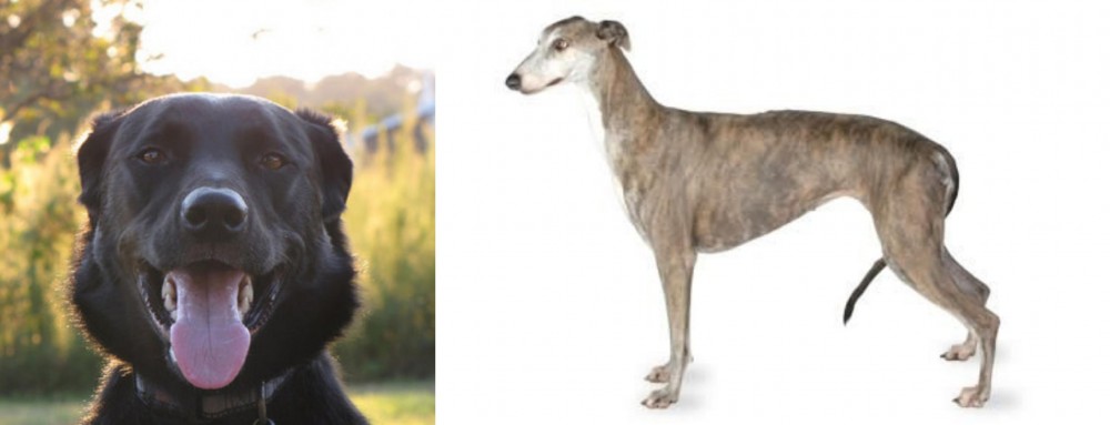 Greyhound vs Borador - Breed Comparison