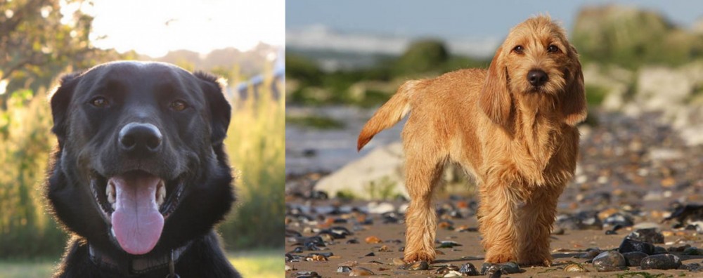 Griffon Fauve de Bretagne vs Borador - Breed Comparison