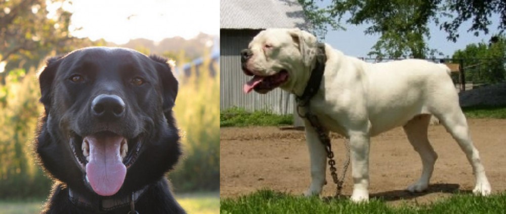 Hermes Bulldogge vs Borador - Breed Comparison
