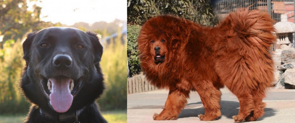 Himalayan Mastiff vs Borador - Breed Comparison