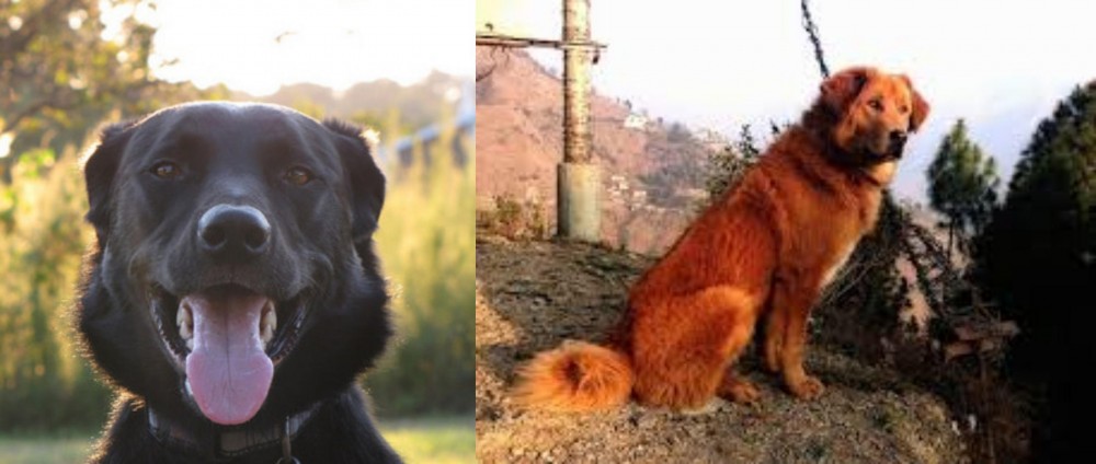 Himalayan Sheepdog vs Borador - Breed Comparison