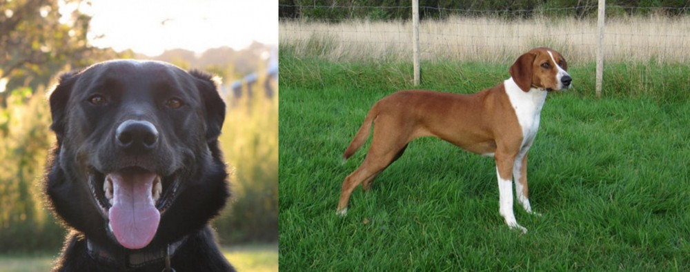 Hygenhund vs Borador - Breed Comparison