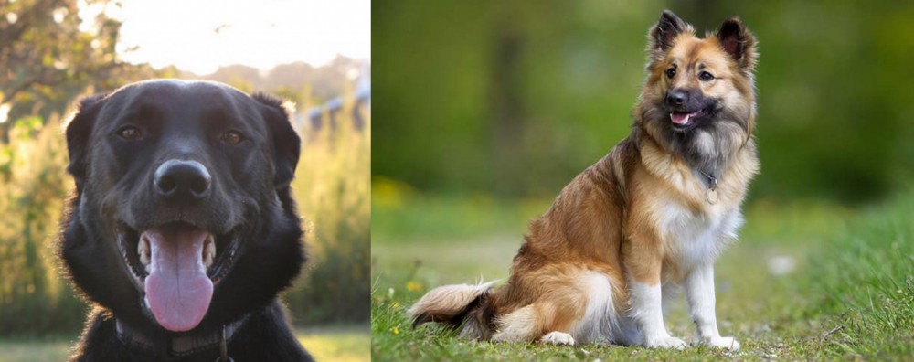 Icelandic Sheepdog vs Borador - Breed Comparison