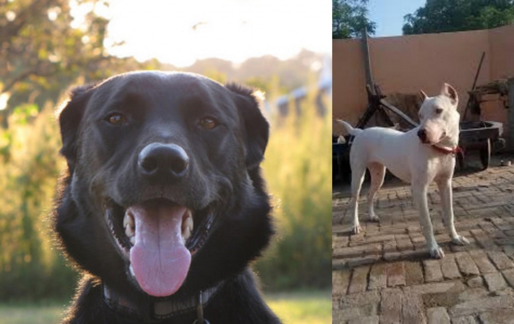 Indian Bull Terrier vs Borador - Breed Comparison