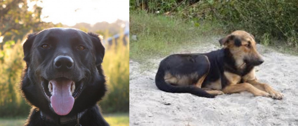 Indian Pariah Dog vs Borador - Breed Comparison