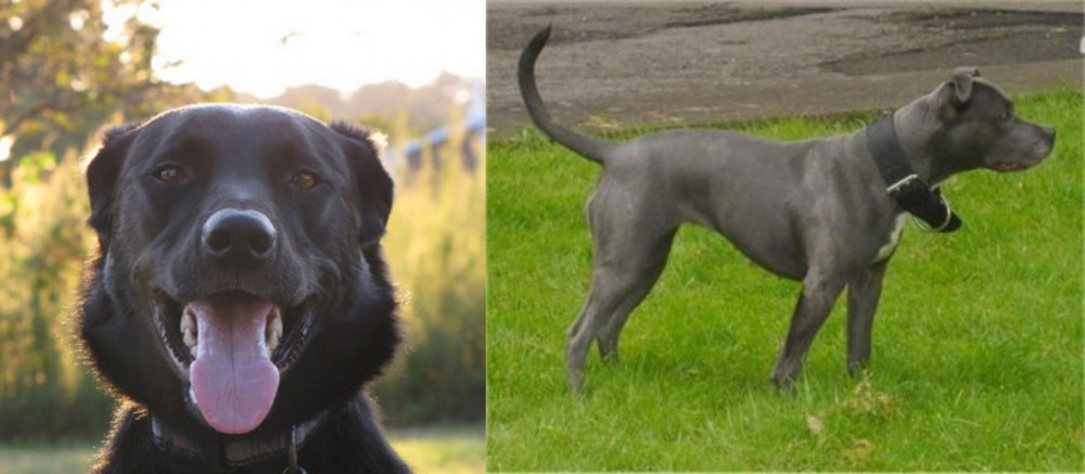Irish Bull Terrier vs Borador - Breed Comparison