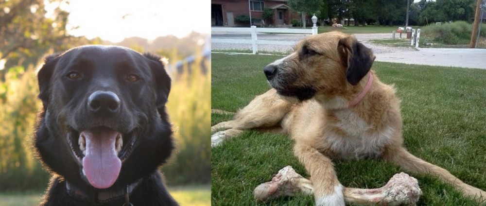 Irish Mastiff Hound vs Borador - Breed Comparison