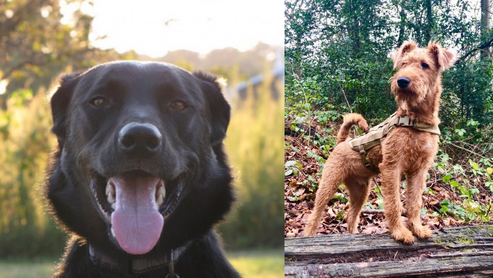 Irish Terrier vs Borador - Breed Comparison