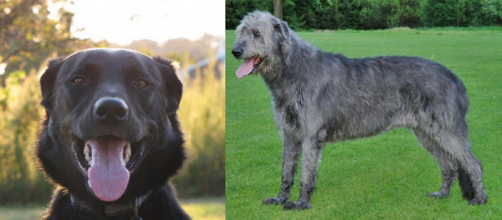 Irish Wolfhound vs Borador - Breed Comparison