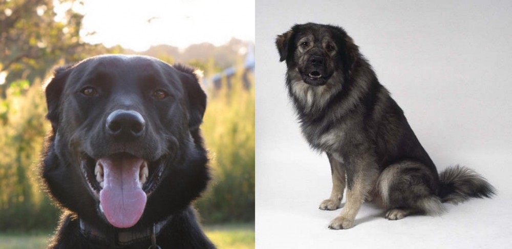 Istrian Sheepdog vs Borador - Breed Comparison