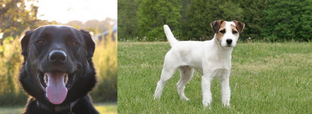 Jack Russell Terrier vs Borador - Breed Comparison