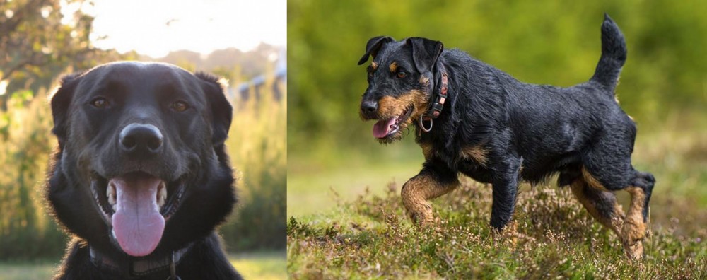 Jagdterrier vs Borador - Breed Comparison