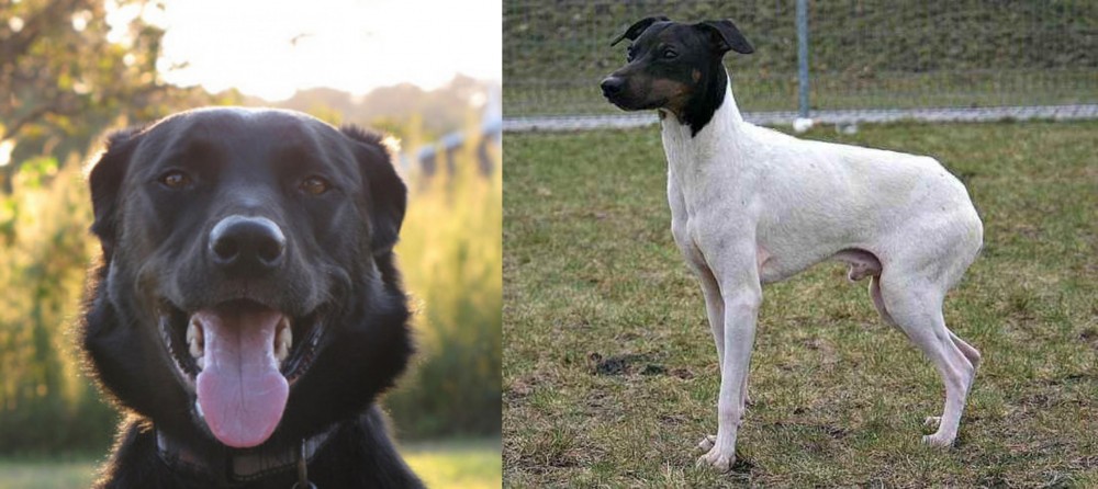 Japanese Terrier vs Borador - Breed Comparison