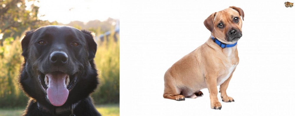 Jug vs Borador - Breed Comparison