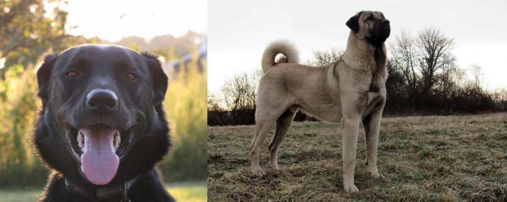 Kangal Dog vs Borador - Breed Comparison