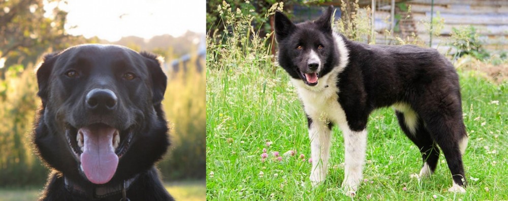 Karelian Bear Dog vs Borador - Breed Comparison