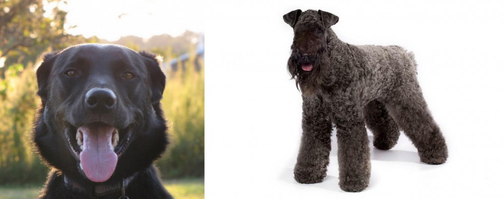 Kerry Blue Terrier vs Borador - Breed Comparison