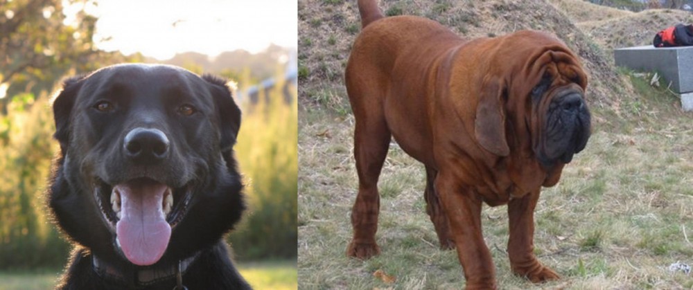 Korean Mastiff vs Borador - Breed Comparison