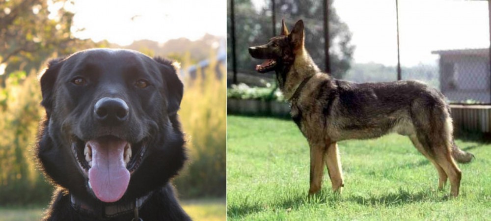 Kunming Dog vs Borador - Breed Comparison