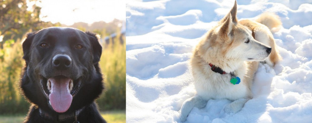Labrador Husky vs Borador - Breed Comparison