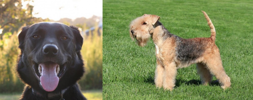 Lakeland Terrier vs Borador - Breed Comparison