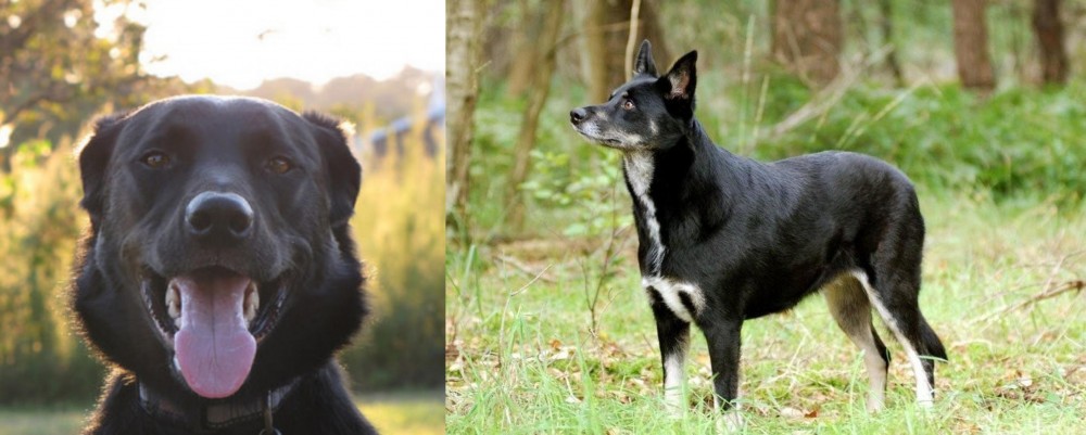 Lapponian Herder vs Borador - Breed Comparison