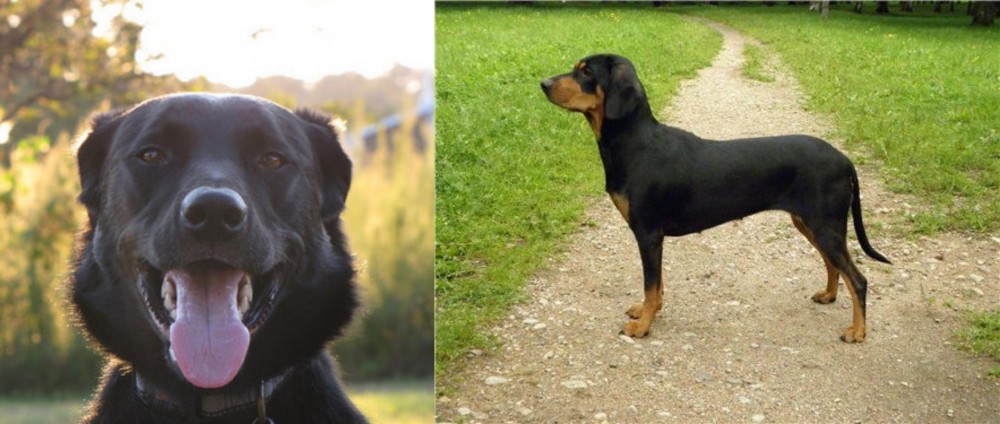 Latvian Hound vs Borador - Breed Comparison