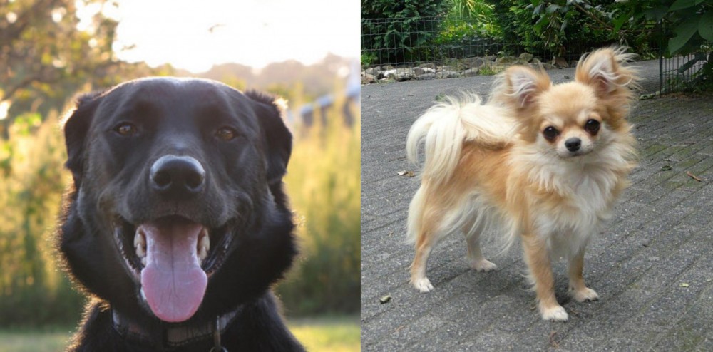 Long Haired Chihuahua vs Borador - Breed Comparison