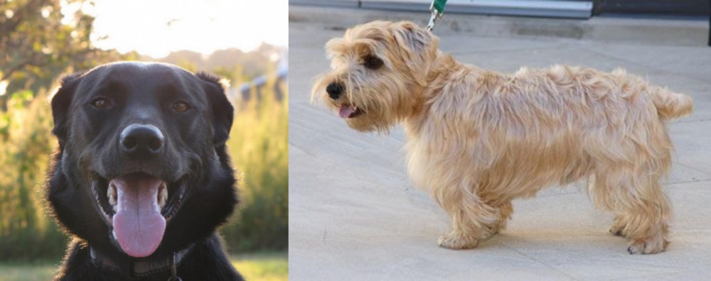 Lucas Terrier vs Borador - Breed Comparison