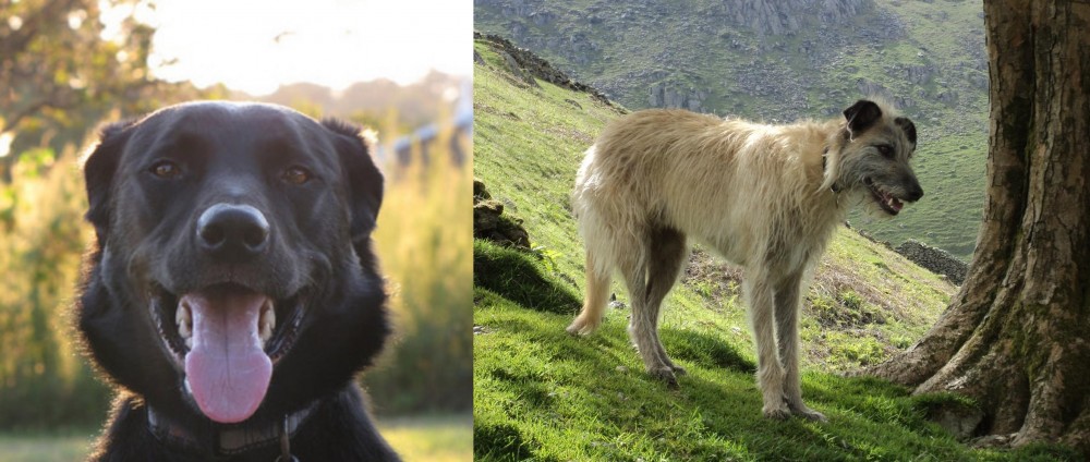 Lurcher vs Borador - Breed Comparison