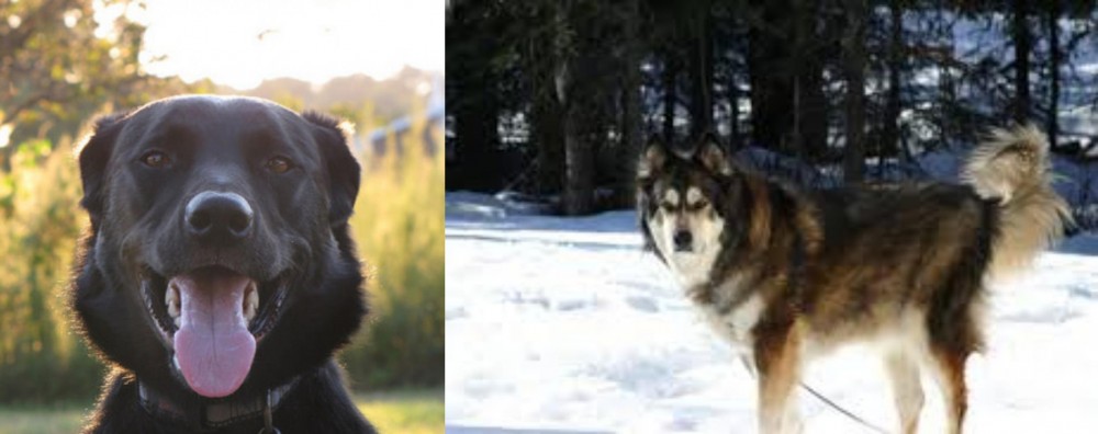 Mackenzie River Husky vs Borador - Breed Comparison