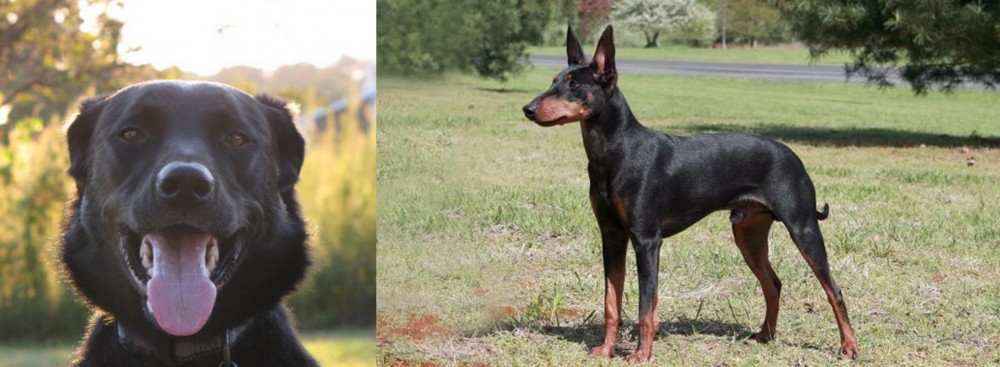 Manchester Terrier vs Borador - Breed Comparison