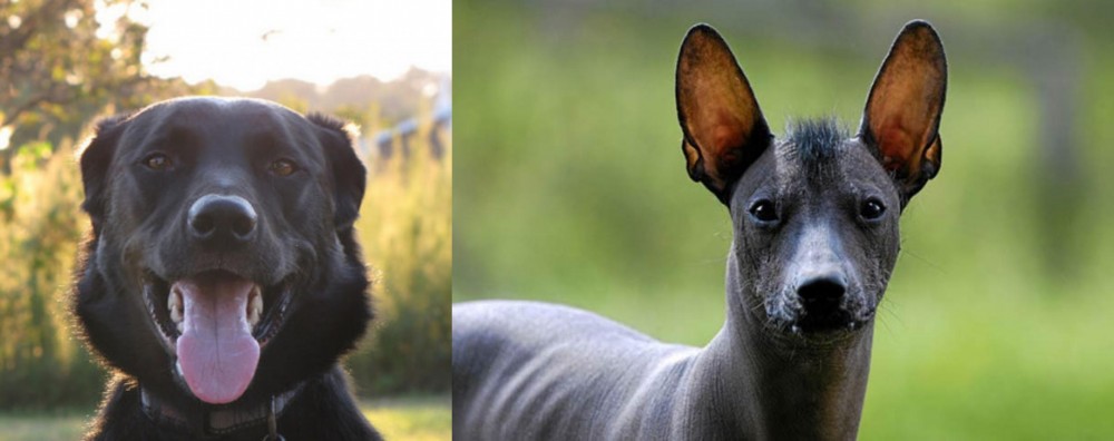 Mexican Hairless vs Borador - Breed Comparison